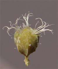  Endocarp